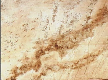 Forest VIZZÁRÓ 9893 C SAND MOHAVE (WY6QZ) 4,2 fm BARNA MÁRVÁNY - 10015800271